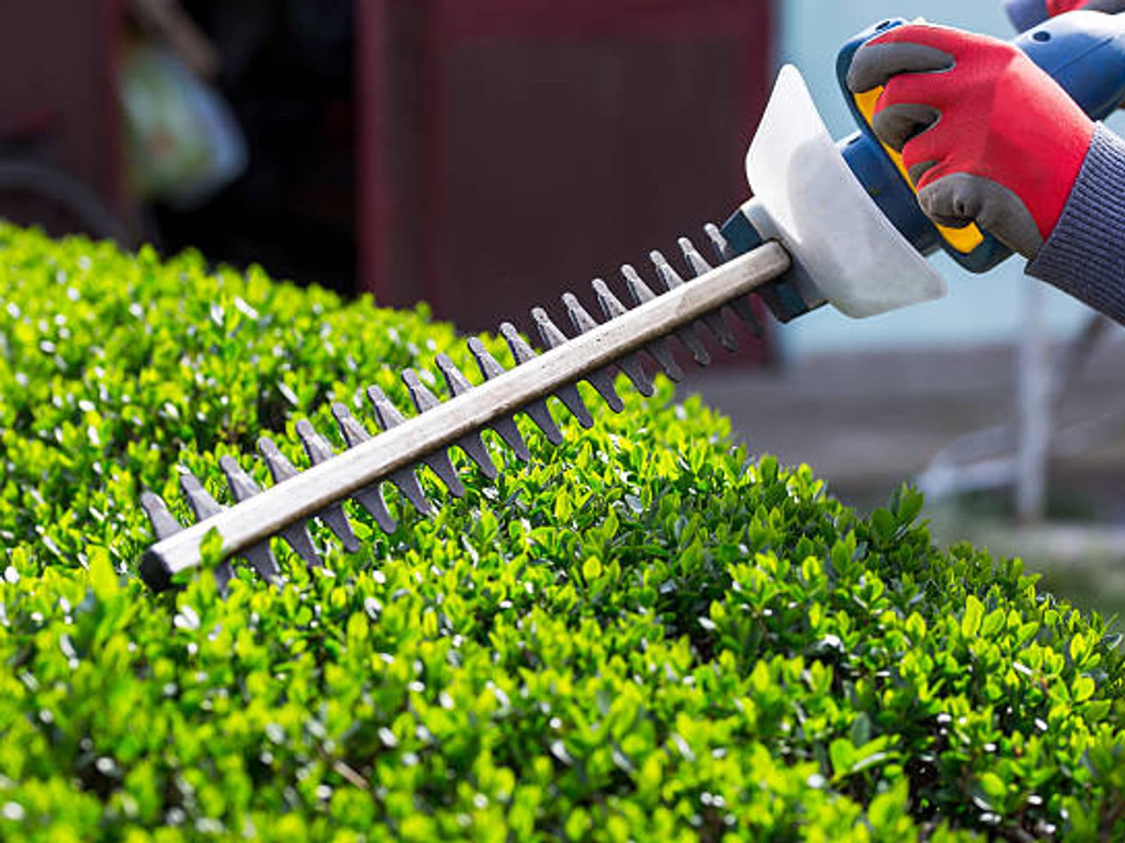 Close-up of professional shrub pruning