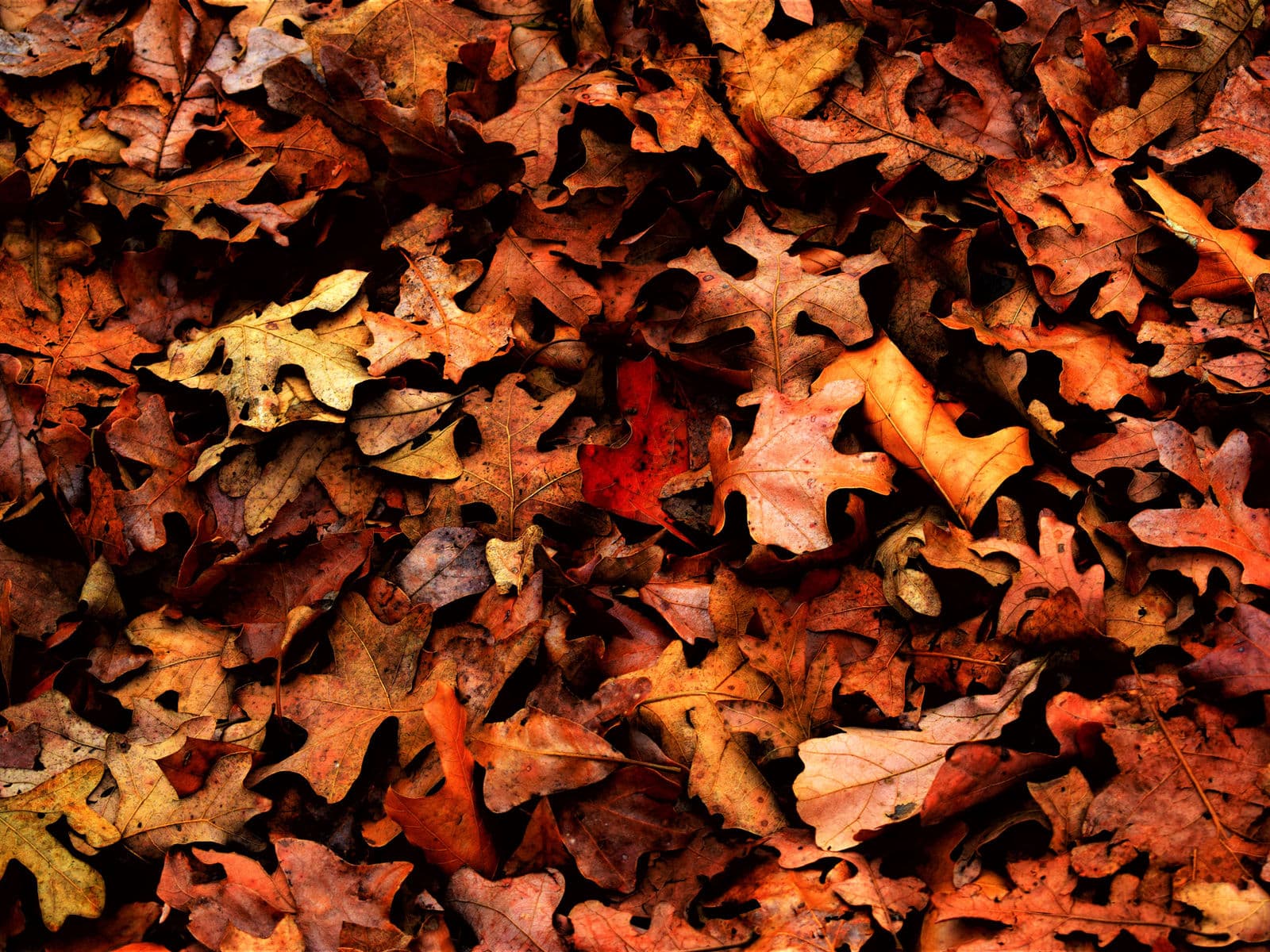 Fallen autumn leaves ready for fall cleanup